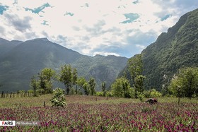 گزارش تصویری از برداشت گل‌گاوزبان در رودسر