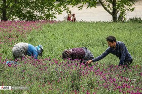 برداشت گل‌گاوزبان در رودسر