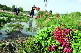 فاجعه؛ آبیاری سبزیجات جنوب تهران با مواد نفتی