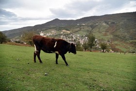 فیلبند