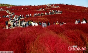 بوته‌هایی که گردشگران را به ژاپن می‌کشاند/عکس