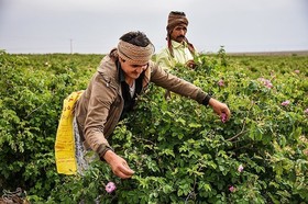 گزارش تصویری از جشن باصفای گلابگیری کاشان