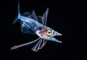 عکاس Fabien Michenet مسابقه Ocean Art Underwater Photo- 2019