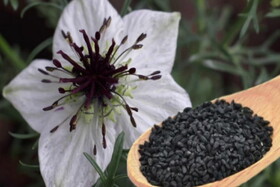 تاثیر مصرف روغن سیاه‌دانه بر کبد چرب غیرالکلی