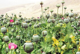 واکنش دبیرکل ستاد مبارزه با موادمخدر به خبر آزاد شدن کشت خشخاش