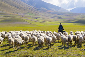 ماجرای استخدام چوپانان ایرانی در ارمنستان