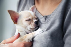 حیوان‌هایی که جایگزین فرزند شده‌اند!