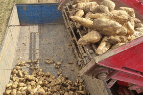 نرخ جدید خرید تضمینی چغندر قند اعلام شد