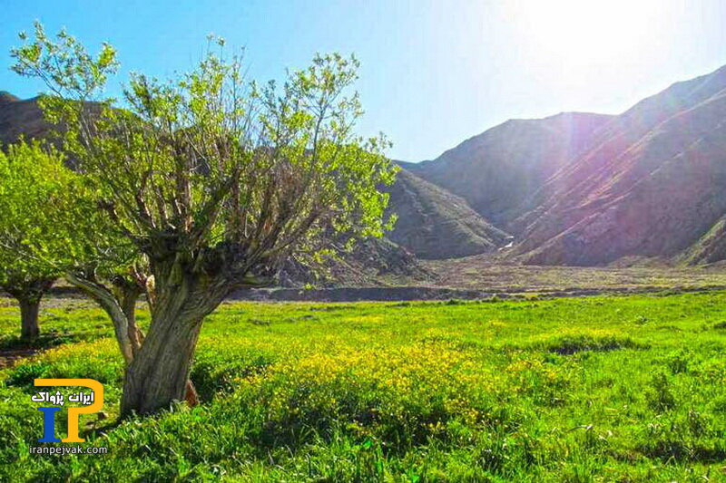 روستای افجه