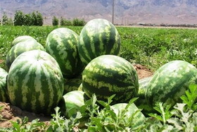 انتخاب شیرین‌ترین هندوانه با ترفند دو انگشتی