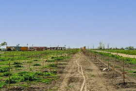 میانکاله سرگردان زیر چرخ های صنعت و دام