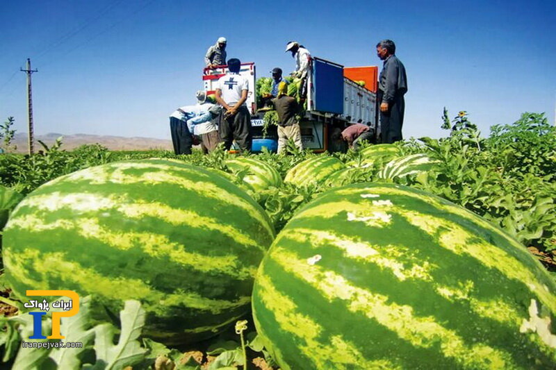 هندوانه