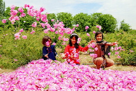 عربستان سعودی، گل محمدی ایران را به نام خود ثبت جهانی کرد