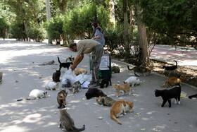 خیانت به محیط زیست با ژست حمایت از حیوانات