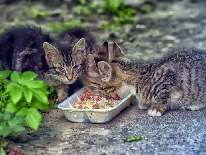 خیانت به محیط زیست با ژست حمایت از حیوانات