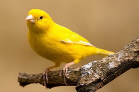 گردش مالی قناری‌فروشی به اندازه حقوق ماهانه پنج هزار کارمند!