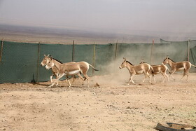 وضعیت گورخرهای ایرانی چگونه است؟