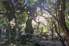 قدیمی‌ترین انگور جهان با ۴۱۶ سال عمر کشف شد