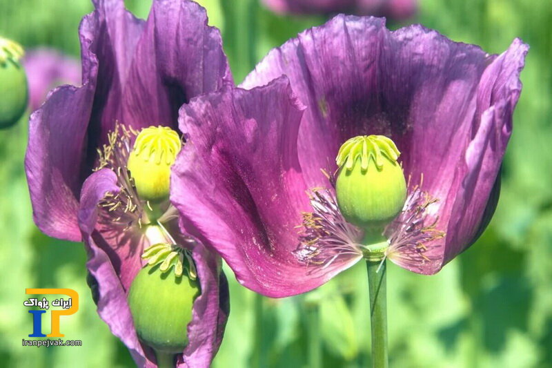 شقایق الیفرا