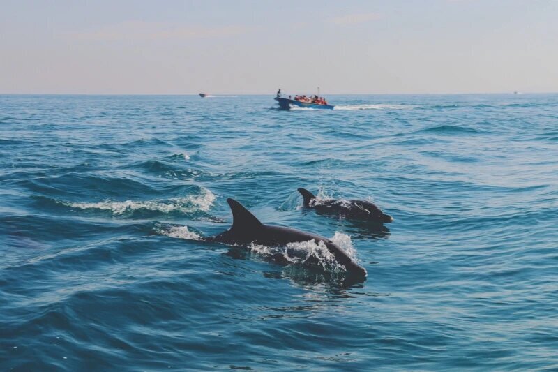 تجربهای متفاوت از طبیعت در جزیره گذرای وارمی