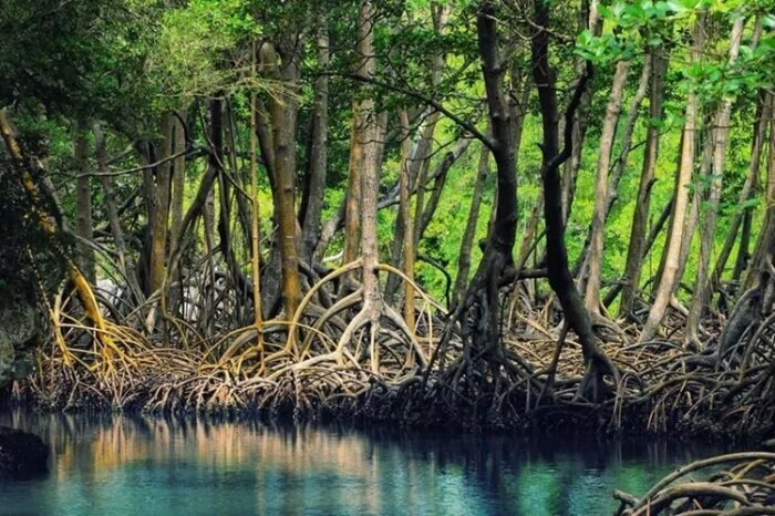 تجربه‌ای متفاوت از طبیعت در جزیره گذرای وارمی