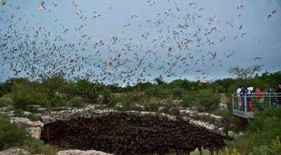 گودال شیطان؛ گودالی ترسناک با میلیونها خفاش