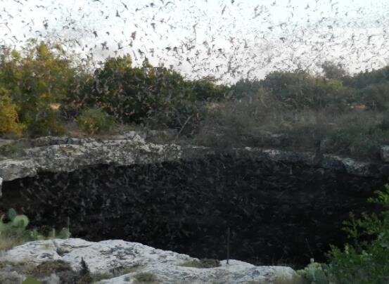 گودال شیطان؛ گودالی ترسناک با میلیونها خفاش