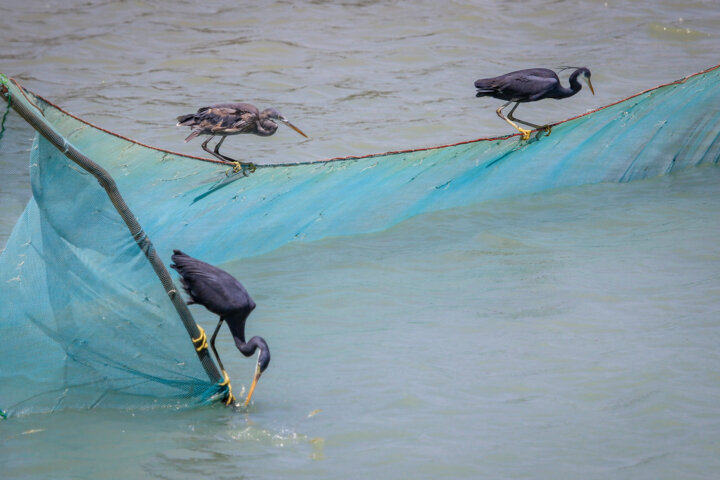 روستای سهیلی؛ جزیره‌ای که زمین و دریا به هم رسیده‌اند!