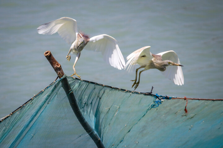 روستای سهیلی؛ جزیره‌ای که زمین و دریا به هم رسیده‌اند!