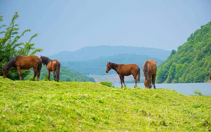 دریاچه لفور؛ بهترین مقصد گردشگری سوادکوه