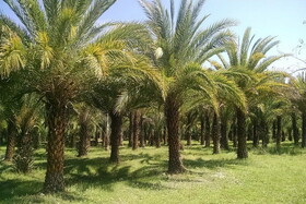 نوروز سفر به جیرفت را از دست ندهید