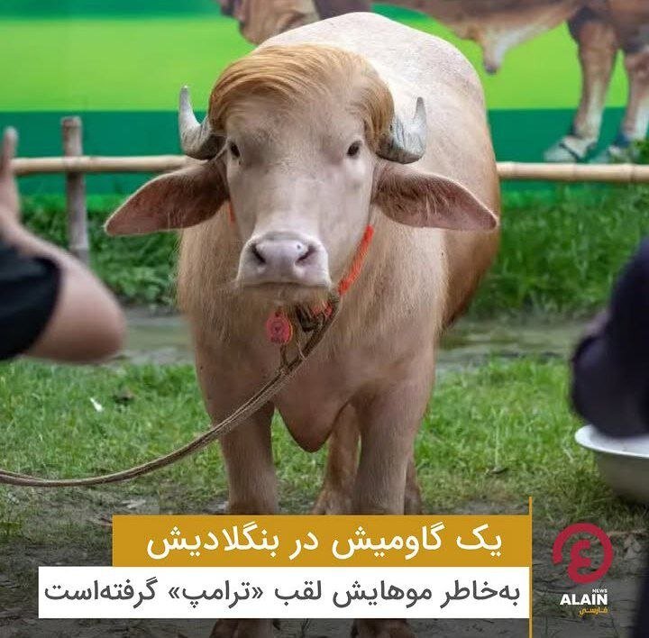 تصویری عجیب از یک گاو به نام ترامپ
